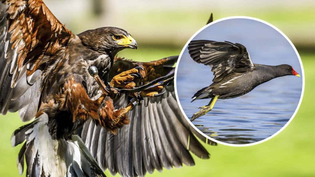 caza de gallinetas con águila harris
