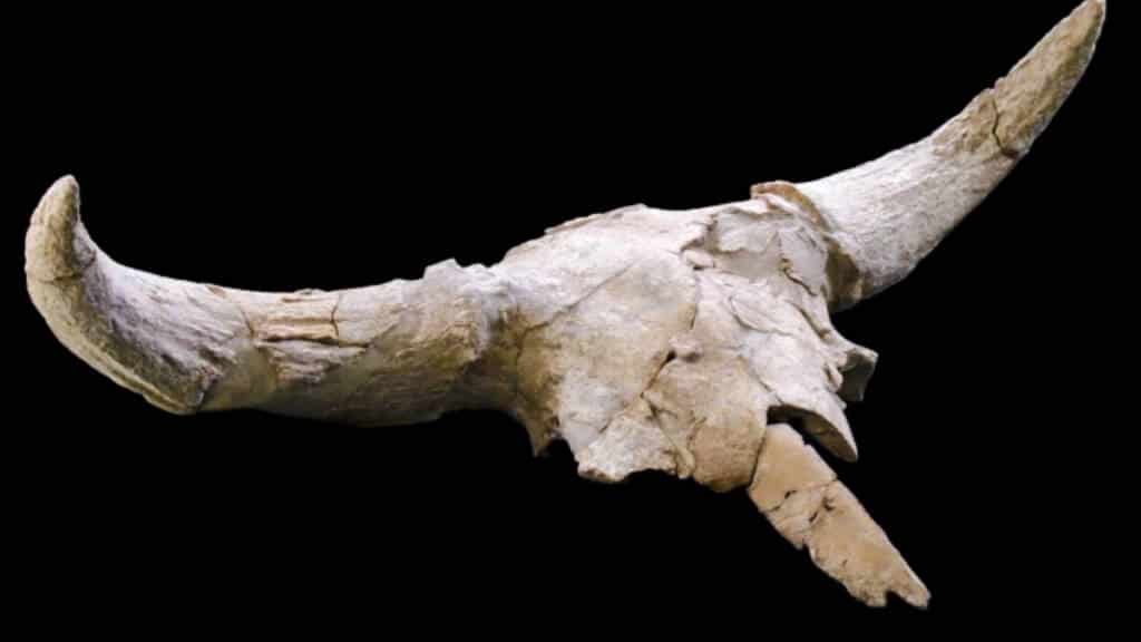 Los neandertales también guardaban sus trofeos de caza: este hallazgo de hace 40.000 años en Madrid lo demuestra