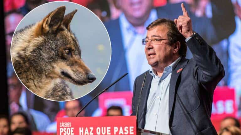 Fernández Vara y lobo ibérico.