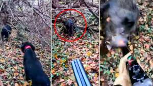 Un jabalí sorprende a un cazador de becadas y a sus perros en un lance de infarto