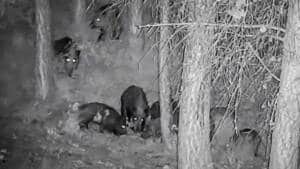 Un cazador graba cómo 30 jabalíes le rodean en plena noche con su cámara de visión nocturna