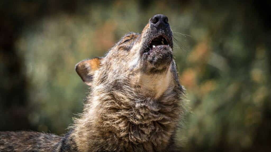 Un lobo ibérico aullando.