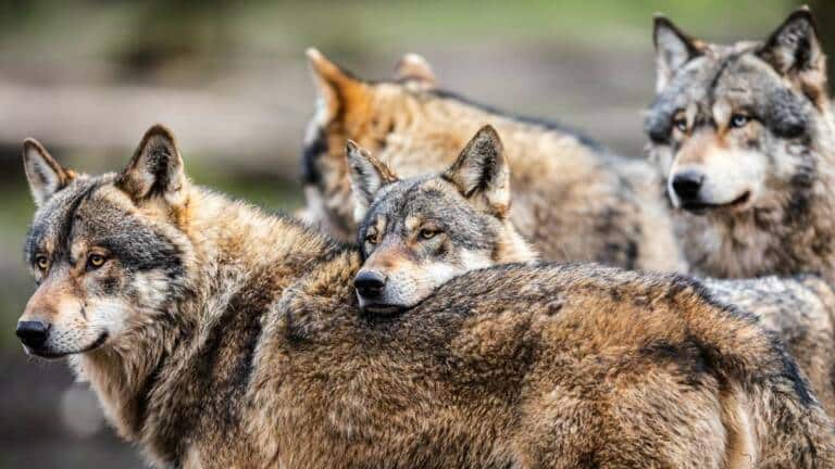 Los lobos grises se controlan en la mayor parte de los países europeos.