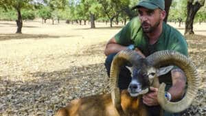 Un cazador catalán abate otro muflón de récord en Portugal