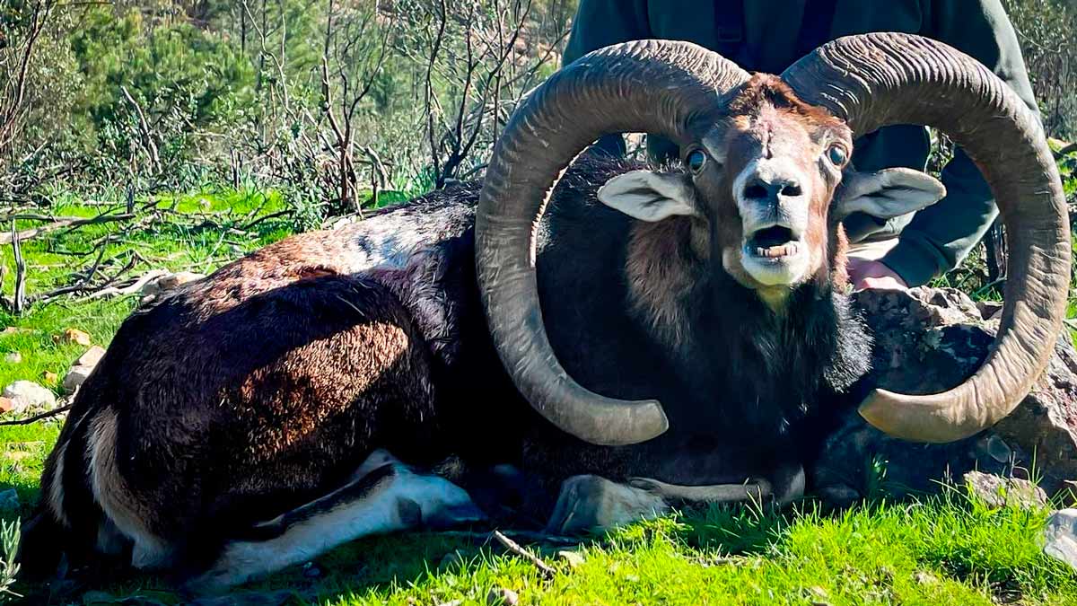 Muflong Cazan un descomunal muflón en Cáceres que podría ser el nuevo récord de ...
