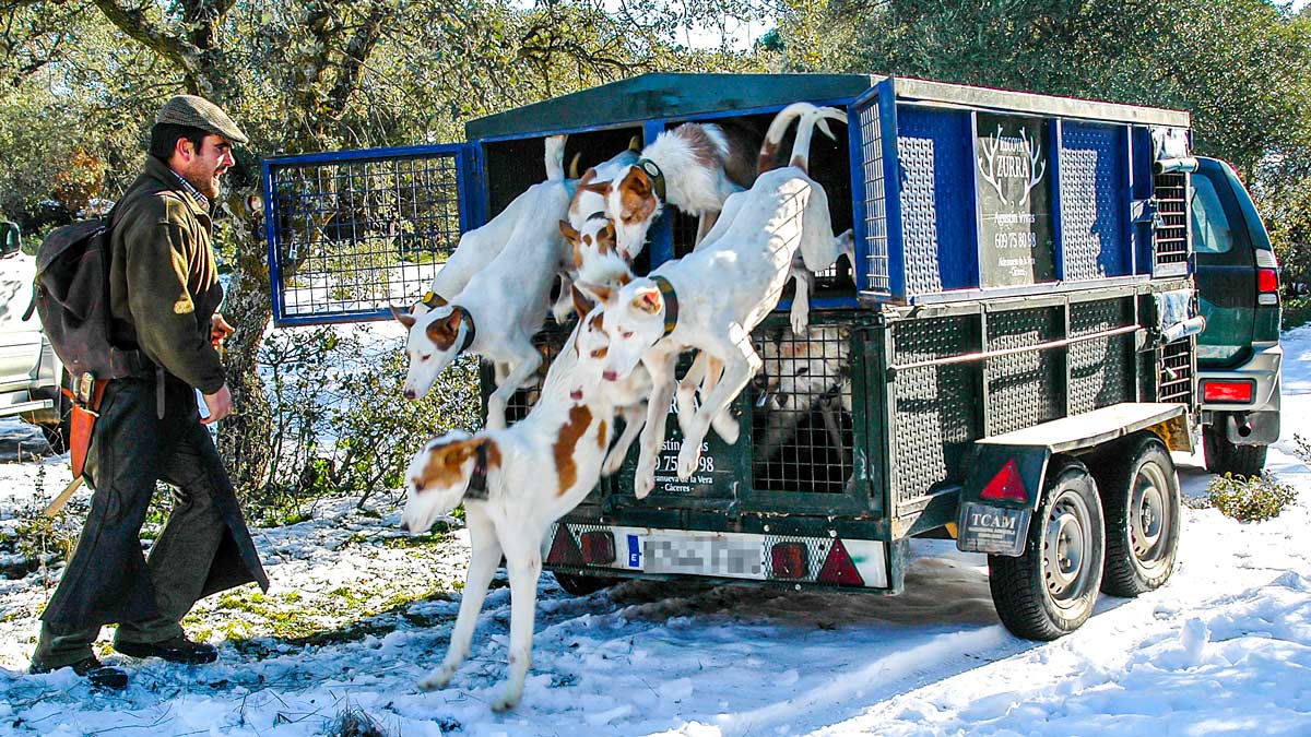 La ley animalista por error enmienda que a llevar los perros de caza en remolques climatizados
