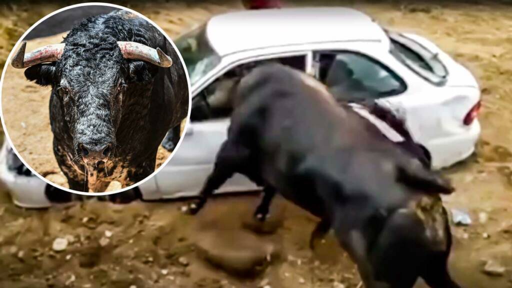 El toro metiendo la cabeza en el vehículo. © YouTube