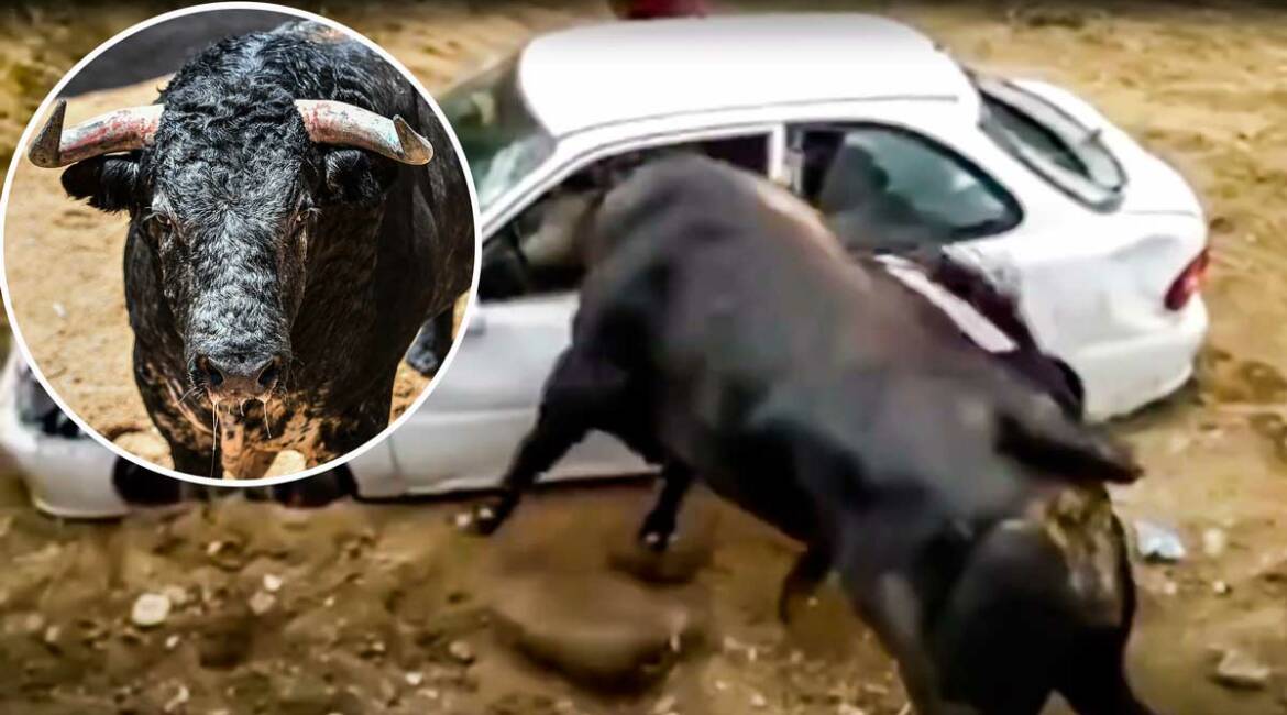 El toro metiendo la cabeza en el vehículo. © YouTube