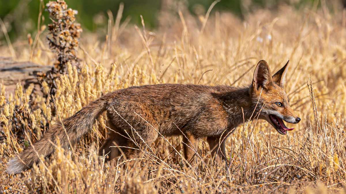 XVIII Curso de Control de Predadores Cinegéticos 2023