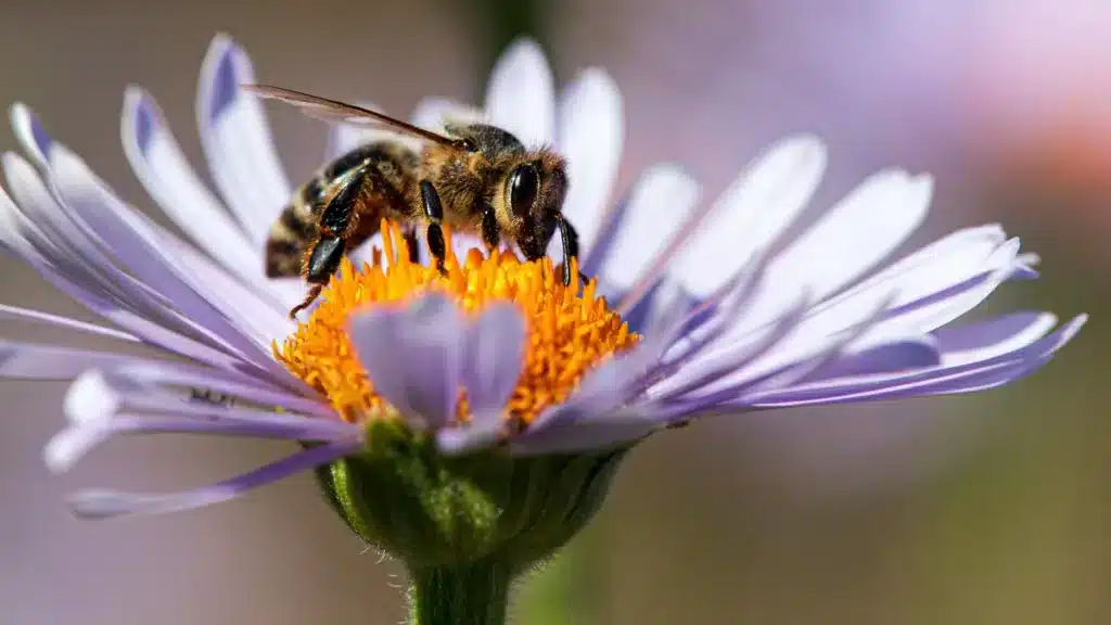 47 millones de abejas ibéricas serán liberadas en España para intentar recuperar sus poblaciones