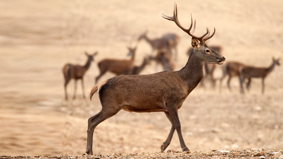 Piden 9.000 euros de multa para tres furtivos que abatieron un ciervo sin permiso en Palencia