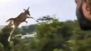 ciervo volar