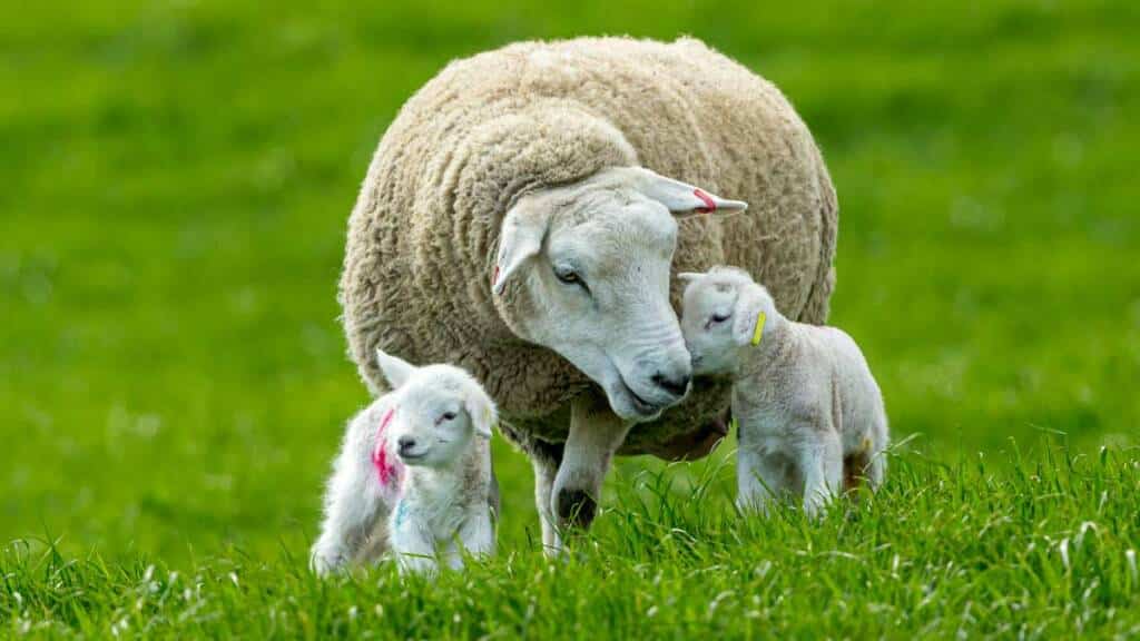 Una oveja con dos corderos.