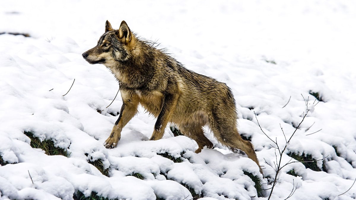 Una manada de cinco lobos campa a sus anchas junto a un pueblo de Burgos  tras devorar una cierva