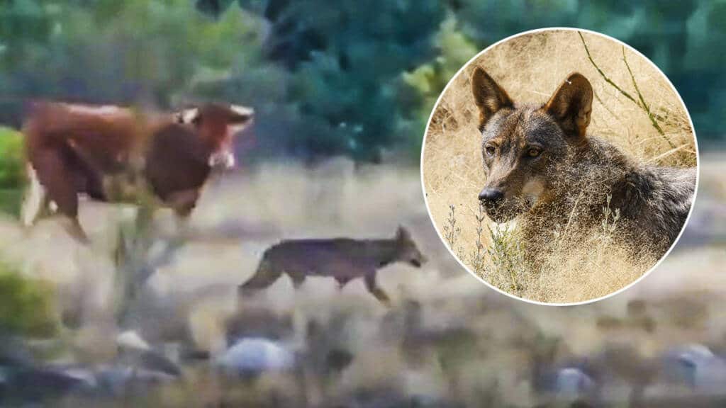 Dos cazadores graban a una pareja de lobos cazando una cierva entre el  ganado en Palencia