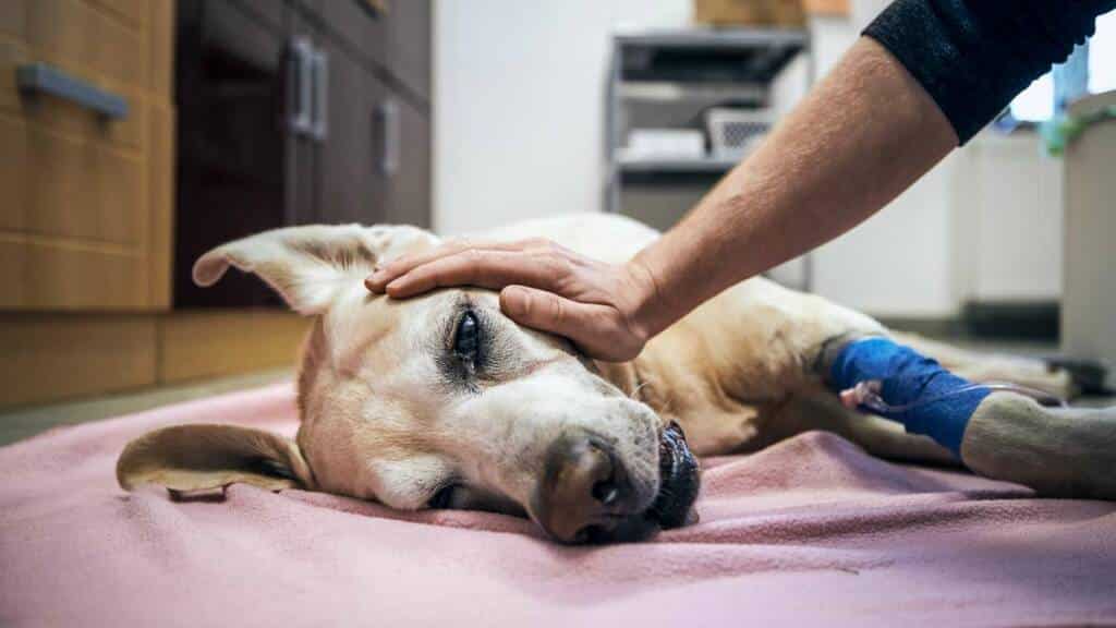 perro-eutanasia-veterinario