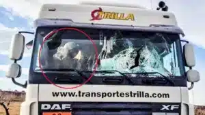 Un buitre choca contra un camión de mercancías peligrosas, golpea al conductor y acaba de ‘copiloto’
