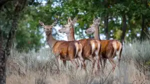 Cazadores de Cieza proponen usar balas de goma para ahuyentar ciervos y evitar el «exterminio» ordenado por la administración