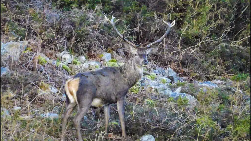 Graban cómo un ciervo pierde su cuerna durante una pelea con otro macho en Cantabria