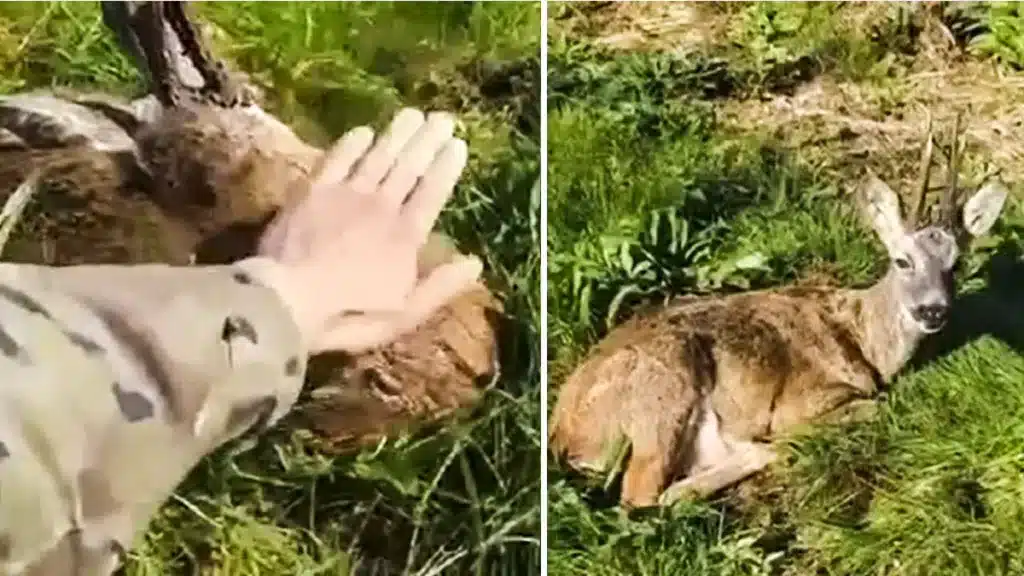 Un hombre encuentra un corzo salvaje dormido que no se despierta hasta que le da unas palmadas