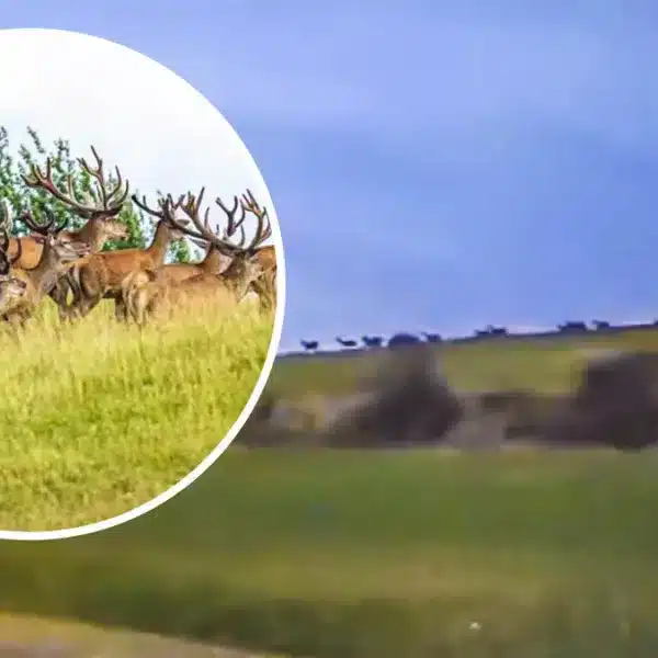 Una estampida de ciervos en Soria provoca la denuncia de los agricultores