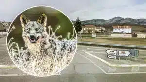 Un lobo entra en un pueblo de Palencia persiguiendo a un ciervo y le da caza en sus calles