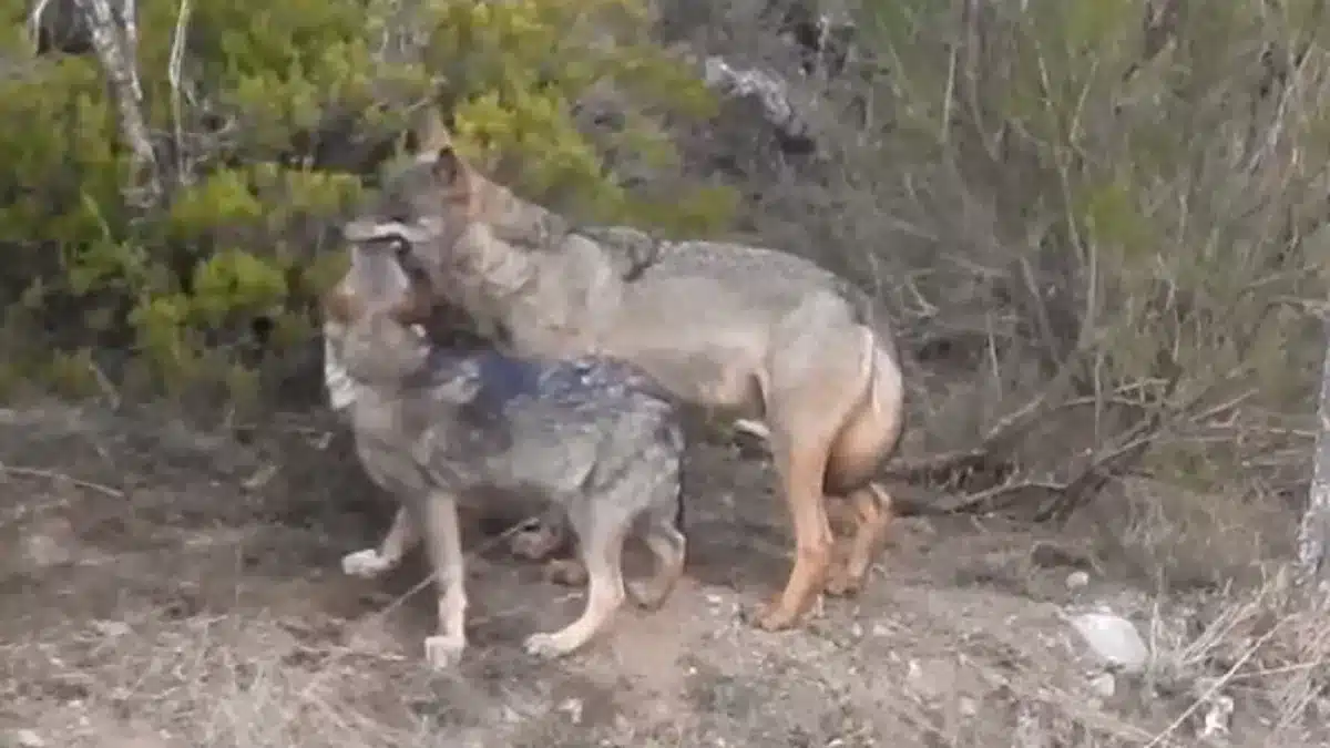 Así alimentan los lobos del norte de España a sus cachorros