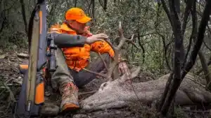 Monterías Hornady estrena un nuevo vídeo de caza de jabalí y venado en Navalvillar de Pela (Badajoz)