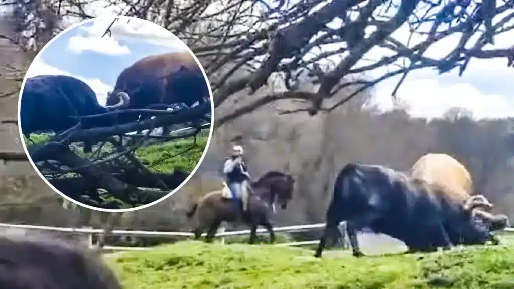 pelea toros junto a piraguas turistas