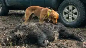 Otros tres perros de caza mueren de manera fulminante tras contraer la enfermedad de Aujeszky en España