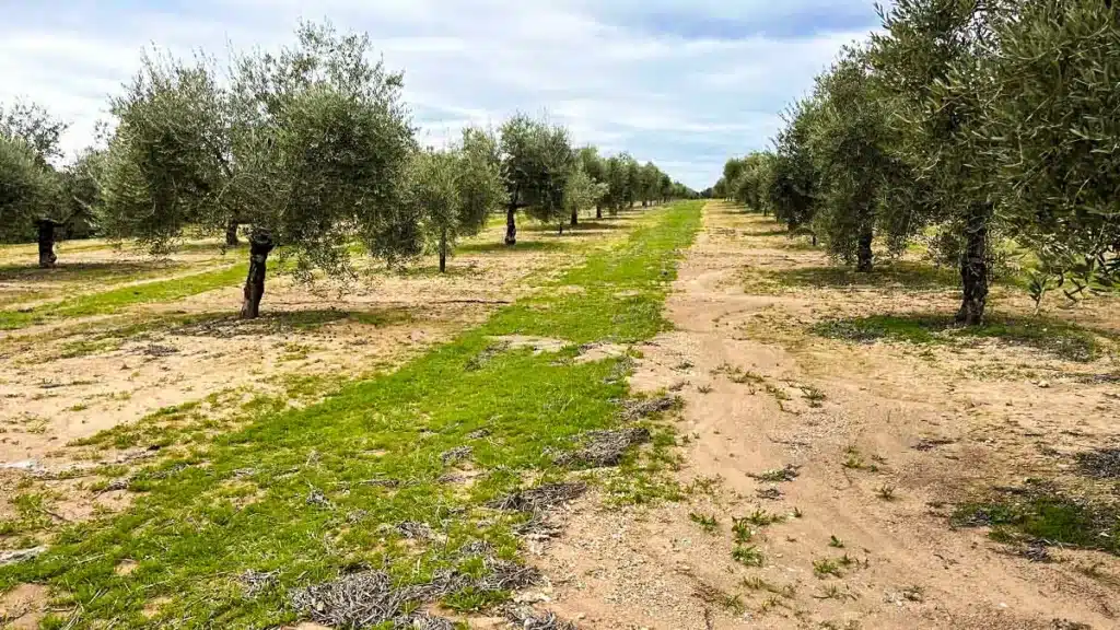 proyecto conservación olivar