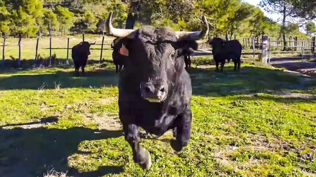 toro ataca dron