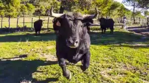Así se ve la embestida de un toro bravo de 500 kilos cabreado en primera persona