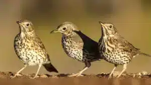 Los censos de aves migratorias invernantes realizados por el Observatorio Cinegético aumentan más de un 40 %