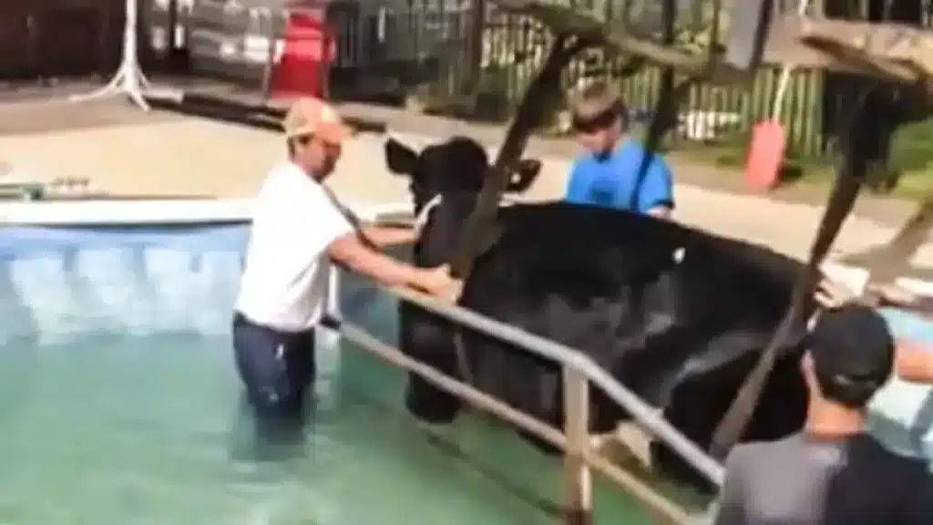 vaca piscina