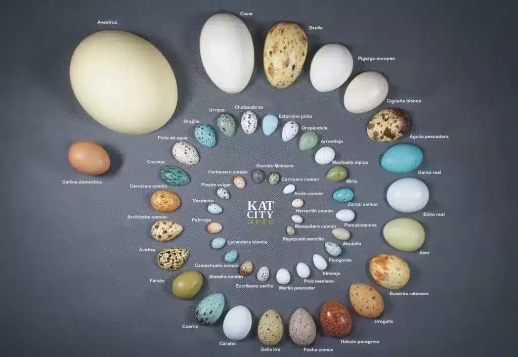 Imagen de los huevos de 52 especies de aves de Kat City Art