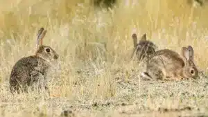 Científicos españoles se proponen repoblar conejos con éxito y lo logran: estos son sus consejos