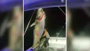 Imagen de la pescadora capturado el enorme atún rojo
