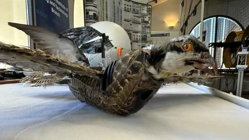 Prototipo de dron hecho con el cuerpo de un ave taxidérmica por científicos del Instituto de Minería y Tecnología de Nuevo México