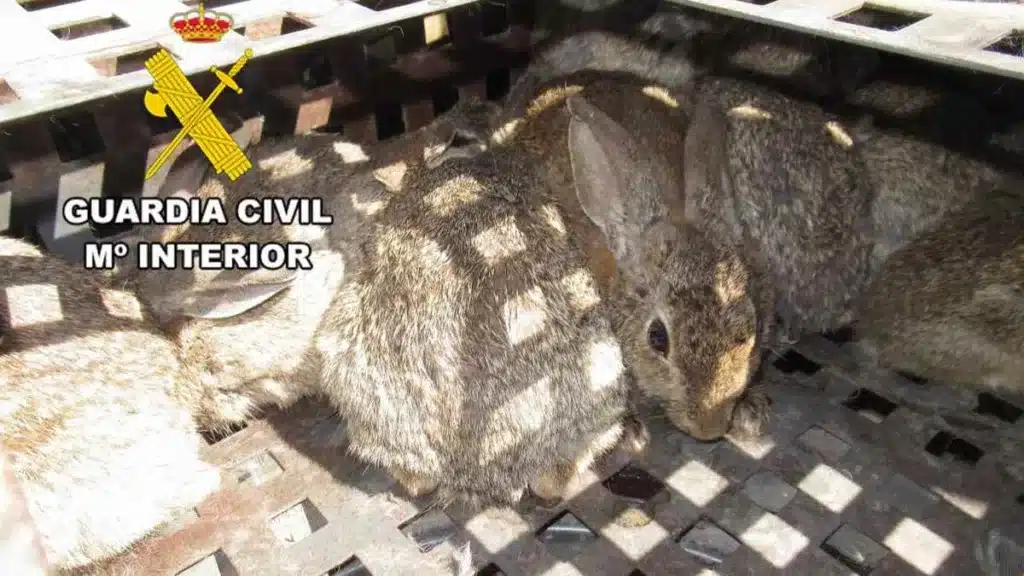 Conejos encontrados por los agentes de la Guardia Civil en el coche de los furtivos