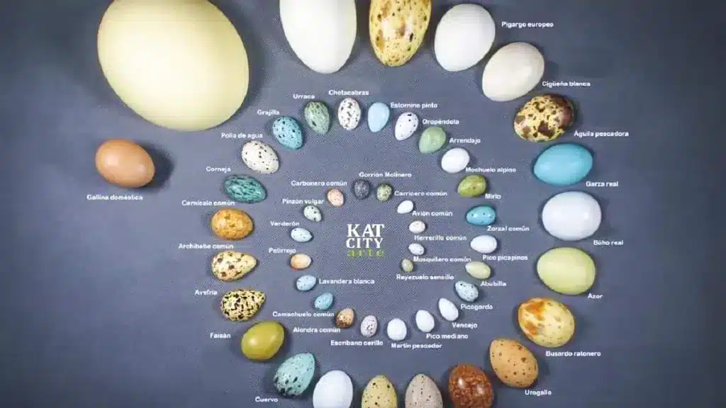 espiral huevos aves