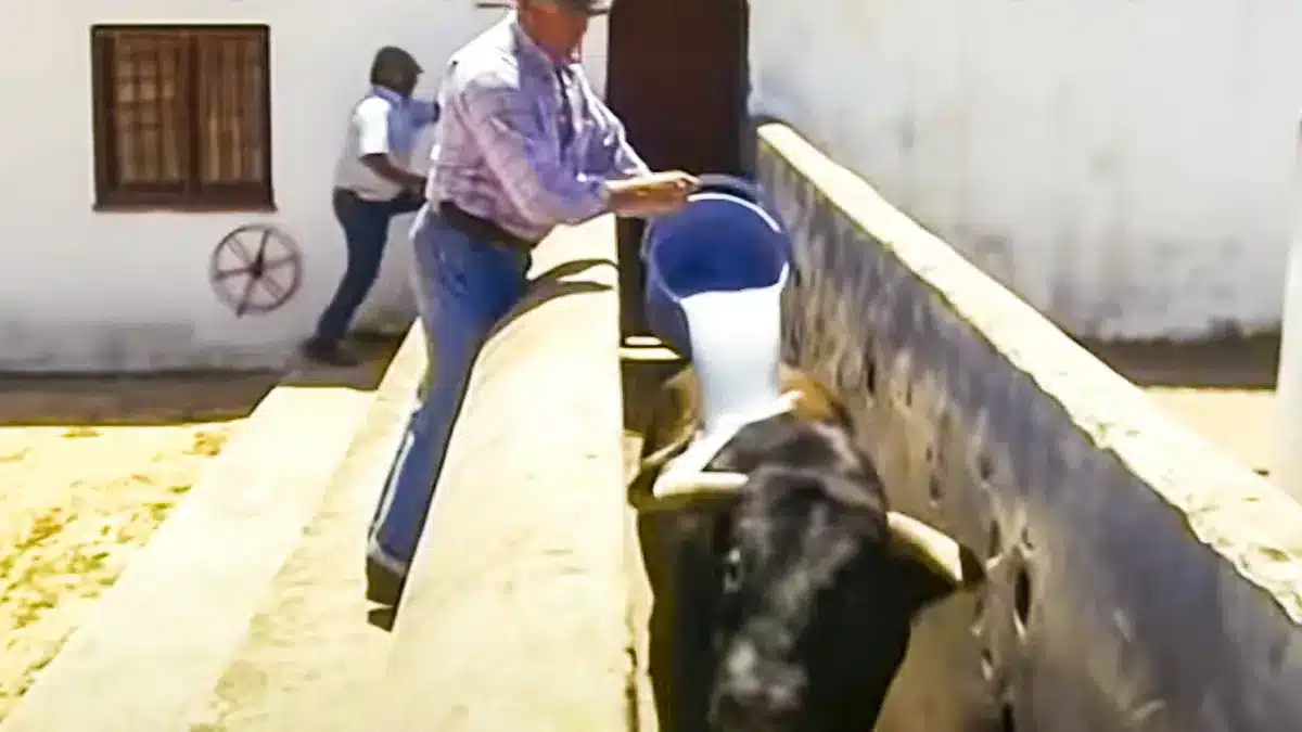 El líquido con el que empapan a un semental bravo tras cubrir vacas para  que otros toros no lo monten