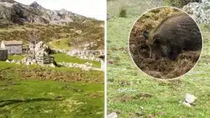 La respuesta de unos pastores a quienes dicen que los lobos regulan las poblaciones de jabalí