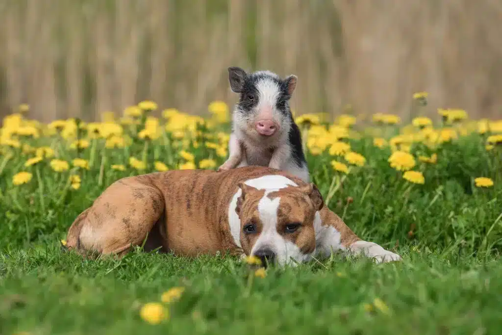 Imagen de un cerdo y un perro descansando sobre el césped