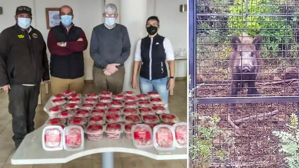 cazadores donan hamburguesas jabalí carne