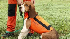 Cataluña comprará medio millón de cartuchos y 450 chalecos para perros de caza que combaten la emergencia cinegética