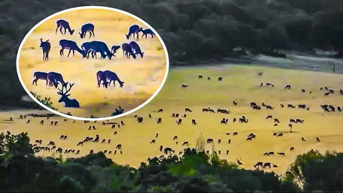 Hundreds of deer and fallow filmed in a field in Segovia