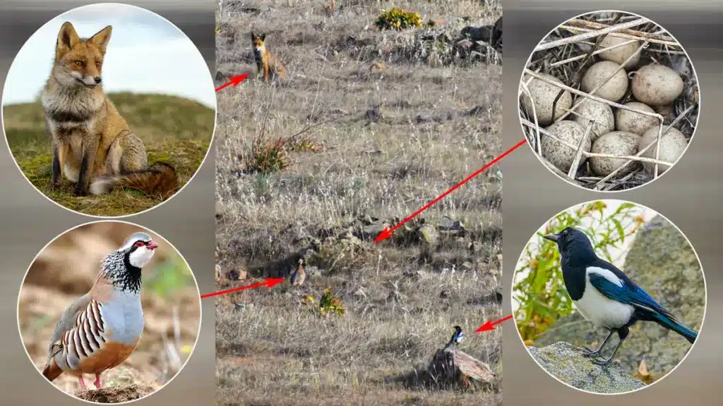 La escena captada por el guarda: un zorro y una urraca acechan a un macho de perdiz roja que defiende el nido.