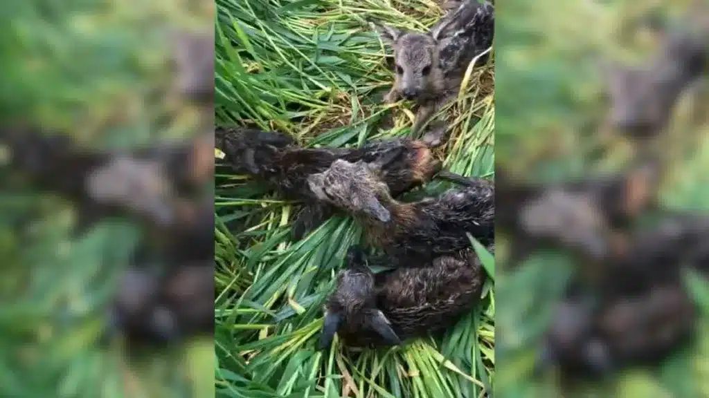 Imagen de los cuatro corcinos recién nacidos encontrados entre la hierba en Polonia