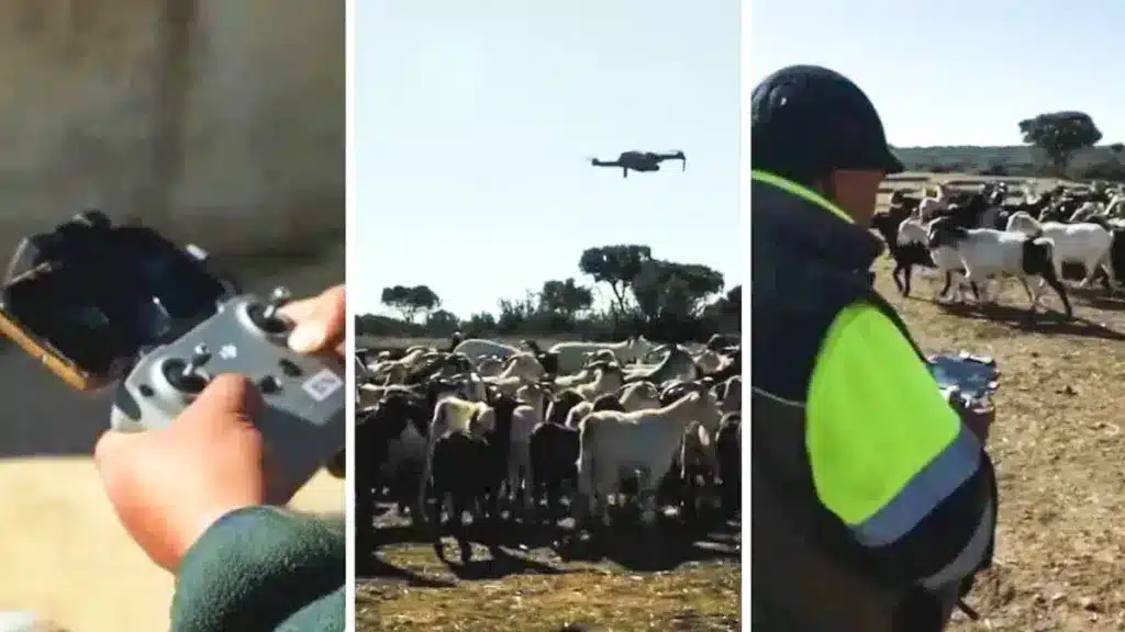 El ganadero pastoreando a sus cabras con un dron.